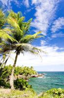 Пальма на берегу моря