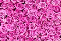 Розовые розы