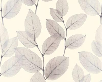 Фото A.S.Creation X-Ray 34247-2