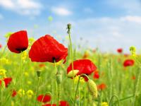 Полевые маки