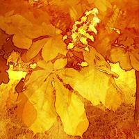 Листья каштана