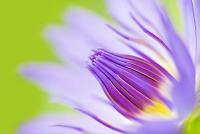 Красивый сиреневый цветок