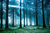 Мрачный лес