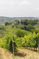 Виноградники