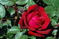 Красная роза