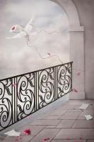 Почтовый голубь