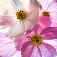 Крупные цветы