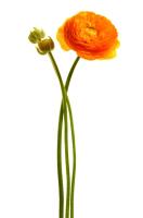 На длинном стебле