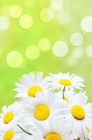 Букет ромашек