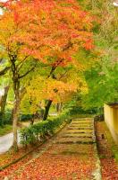 Осенняя аллея