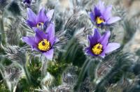 Фиолетовые цветы