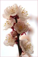 Цветущая ветка