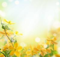 Вьющийся желтый цветок