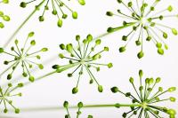 Зеленые цветы