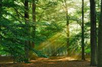 Лучи солнца