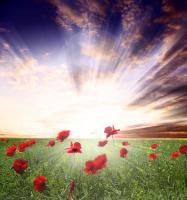 Солнечные лучи