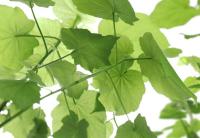 Komar 8-506 NG (Кислород)