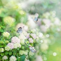 Бабочки над цветами