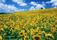 Поле с желтыми подсолнухами