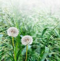 Одуванчики в траве