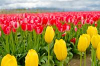 Ковер тюльпанов