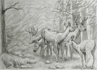 Олени в лесу