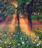 Поляна в лесу