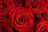 Букет с красными розами