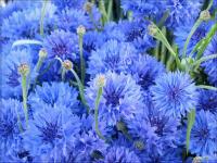 Синие цветки