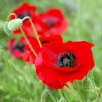 Красные полевые маки