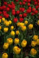 Желто-красная клумба