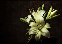 Желтые лилии