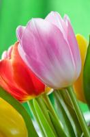 Букет тюльпанов