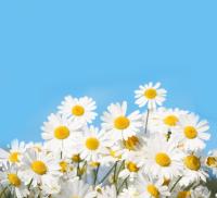 Букет ромашек