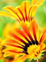 Желто-оранжевые цветы