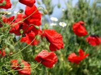 Маки и белые цветы