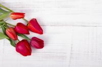 Красные тюльпаны