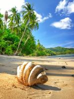 Ракушка на песке