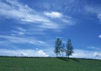 Деревья в поле