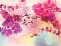 Красивые орхидеи