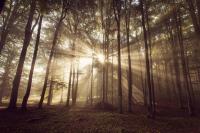 Солнечные лучи