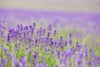 Сиреневые полевые цветы