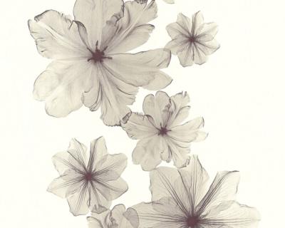 Фото A.S.Creation X-Ray 34272-2