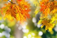 Осенние ветки