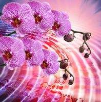 Орхидеи над водой