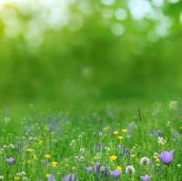 Трава и цветы