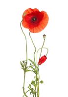 На длинном стебле