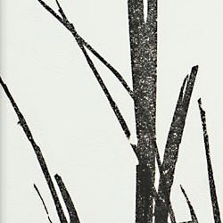 Фото BN International Authentique 45767