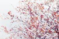 Цветущее дерево