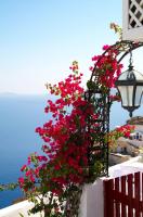 Цветы на фоне моря